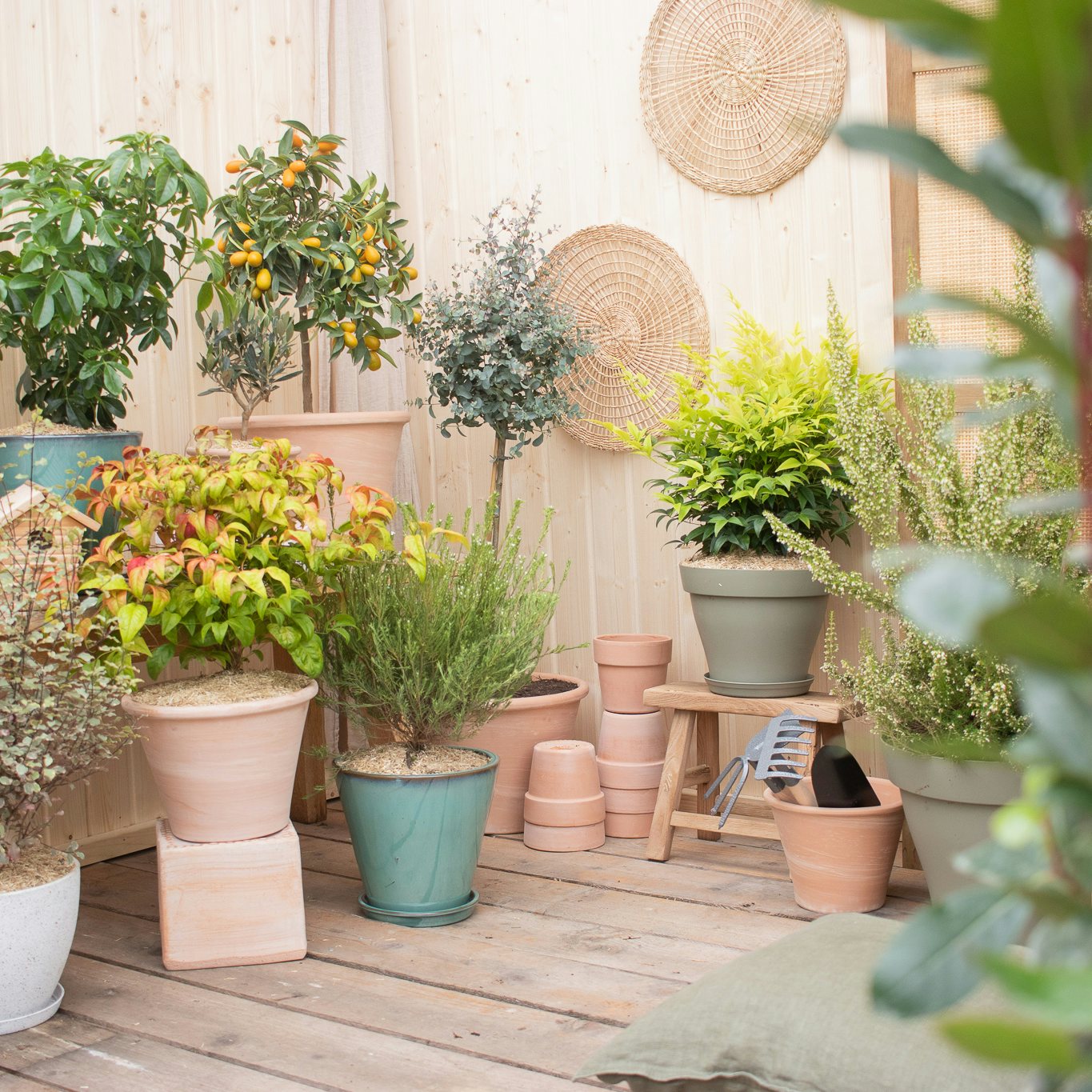 plante de jardin